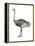 Ostrich (Struthio Camelus), Birds-Encyclopaedia Britannica-Framed Stretched Canvas