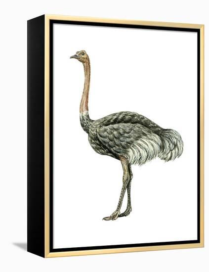 Ostrich (Struthio Camelus), Birds-Encyclopaedia Britannica-Framed Stretched Canvas