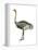 Ostrich (Struthio Camelus), Birds-Encyclopaedia Britannica-Framed Stretched Canvas