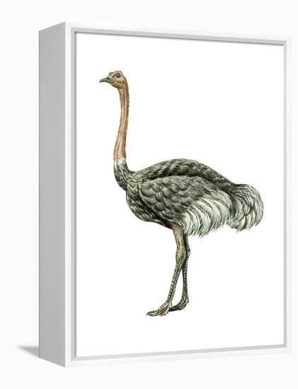 Ostrich (Struthio Camelus), Birds-Encyclopaedia Britannica-Framed Stretched Canvas