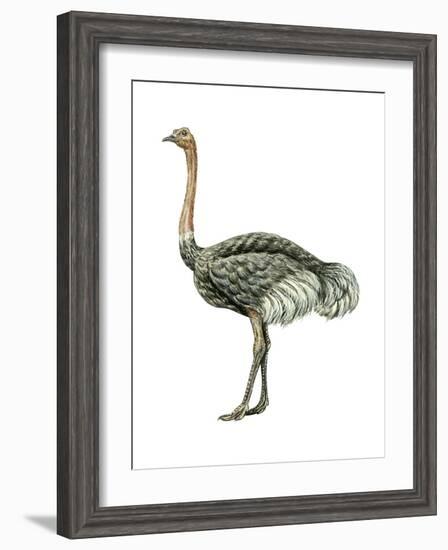 Ostrich (Struthio Camelus), Birds-Encyclopaedia Britannica-Framed Art Print