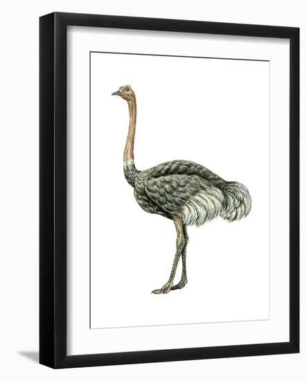 Ostrich (Struthio Camelus), Birds-Encyclopaedia Britannica-Framed Art Print