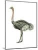 Ostrich (Struthio Camelus), Birds-Encyclopaedia Britannica-Mounted Art Print