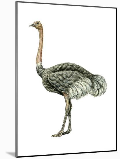 Ostrich (Struthio Camelus), Birds-Encyclopaedia Britannica-Mounted Art Print