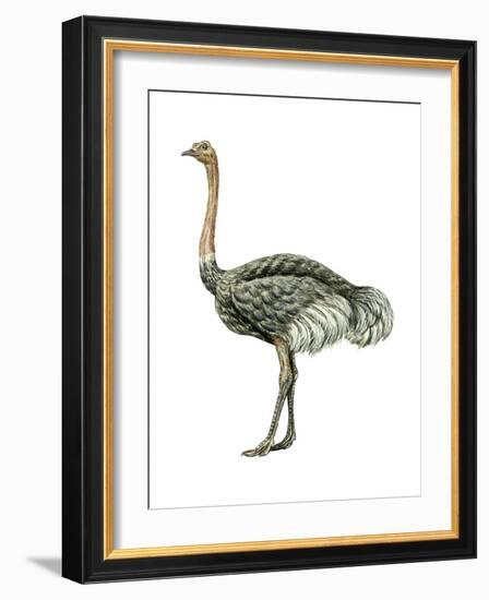 Ostrich (Struthio Camelus), Birds-Encyclopaedia Britannica-Framed Art Print