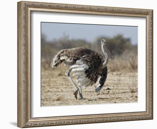 Ostrich [Struthio Camelus] Courtship Display By Female, Etosha National Park, Namibia, August-Tony Heald-Framed Photographic Print