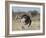 Ostrich [Struthio Camelus] Courtship Display By Female, Etosha National Park, Namibia, August-Tony Heald-Framed Photographic Print