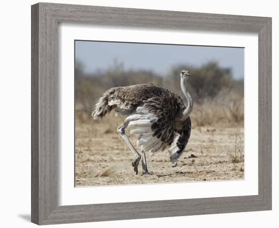 Ostrich [Struthio Camelus] Courtship Display By Female, Etosha National Park, Namibia, August-Tony Heald-Framed Photographic Print