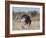 Ostrich [Struthio Camelus] Courtship Display By Female, Etosha National Park, Namibia, August-Tony Heald-Framed Photographic Print