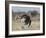 Ostrich [Struthio Camelus] Courtship Display By Female, Etosha National Park, Namibia, August-Tony Heald-Framed Photographic Print