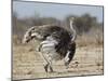 Ostrich [Struthio Camelus] Courtship Display By Female, Etosha National Park, Namibia, August-Tony Heald-Mounted Photographic Print