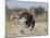 Ostrich [Struthio Camelus] Courtship Display By Female, Etosha National Park, Namibia, August-Tony Heald-Mounted Photographic Print