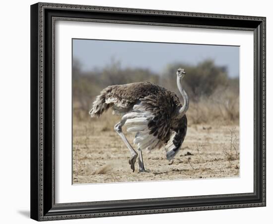 Ostrich [Struthio Camelus] Courtship Display By Female, Etosha National Park, Namibia, August-Tony Heald-Framed Photographic Print