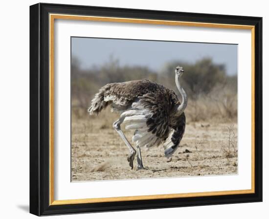 Ostrich [Struthio Camelus] Courtship Display By Female, Etosha National Park, Namibia, August-Tony Heald-Framed Photographic Print