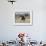 Ostrich [Struthio Camelus] Courtship Display By Female, Etosha National Park, Namibia, August-Tony Heald-Framed Photographic Print displayed on a wall