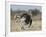 Ostrich [Struthio Camelus] Courtship Display By Female, Etosha National Park, Namibia, August-Tony Heald-Framed Photographic Print