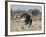 Ostrich [Struthio Camelus] Courtship Display By Female, Etosha National Park, Namibia, August-Tony Heald-Framed Photographic Print