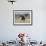 Ostrich [Struthio Camelus] Courtship Display By Female, Etosha National Park, Namibia, August-Tony Heald-Framed Photographic Print displayed on a wall