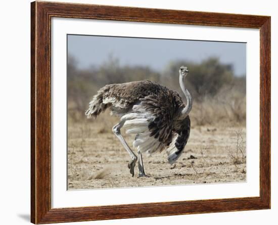 Ostrich [Struthio Camelus] Courtship Display By Female, Etosha National Park, Namibia, August-Tony Heald-Framed Photographic Print