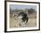 Ostrich [Struthio Camelus] Courtship Display By Female, Etosha National Park, Namibia, August-Tony Heald-Framed Photographic Print