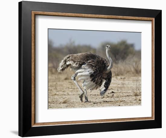 Ostrich [Struthio Camelus] Courtship Display By Female, Etosha National Park, Namibia, August-Tony Heald-Framed Photographic Print