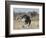 Ostrich [Struthio Camelus] Courtship Display By Female, Etosha National Park, Namibia, August-Tony Heald-Framed Photographic Print