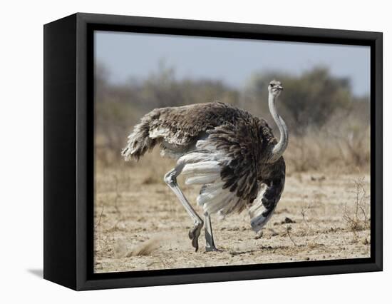 Ostrich [Struthio Camelus] Courtship Display By Female, Etosha National Park, Namibia, August-Tony Heald-Framed Premier Image Canvas