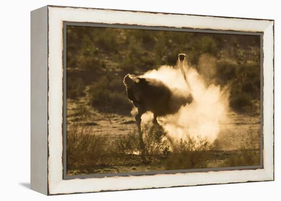 Ostrich (Struthio Camelus) Dustbathing, Kgalagadi Transfrontier Park, South Africa, Africa-Ann & Steve Toon-Framed Premier Image Canvas