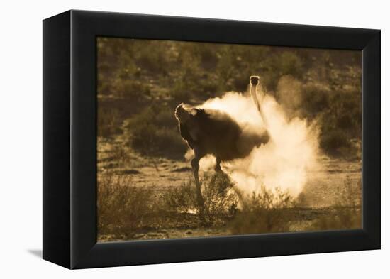 Ostrich (Struthio Camelus) Dustbathing, Kgalagadi Transfrontier Park, South Africa, Africa-Ann & Steve Toon-Framed Premier Image Canvas