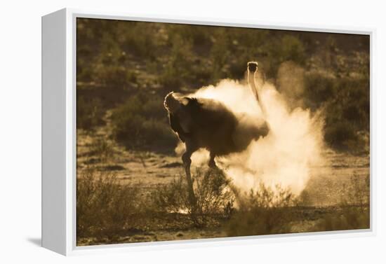 Ostrich (Struthio Camelus) Dustbathing, Kgalagadi Transfrontier Park, South Africa, Africa-Ann & Steve Toon-Framed Premier Image Canvas