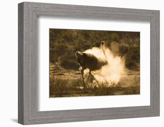 Ostrich (Struthio Camelus) Dustbathing, Kgalagadi Transfrontier Park, South Africa, Africa-Ann & Steve Toon-Framed Photographic Print