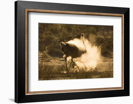 Ostrich (Struthio Camelus) Dustbathing, Kgalagadi Transfrontier Park, South Africa, Africa-Ann & Steve Toon-Framed Photographic Print