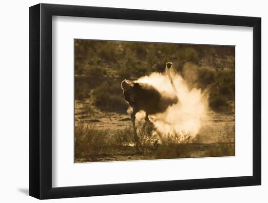 Ostrich (Struthio Camelus) Dustbathing, Kgalagadi Transfrontier Park, South Africa, Africa-Ann & Steve Toon-Framed Photographic Print