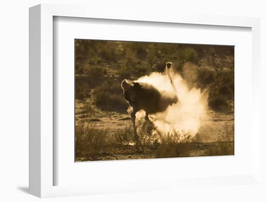 Ostrich (Struthio Camelus) Dustbathing, Kgalagadi Transfrontier Park, South Africa, Africa-Ann & Steve Toon-Framed Photographic Print