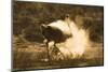 Ostrich (Struthio Camelus) Dustbathing, Kgalagadi Transfrontier Park, South Africa, Africa-Ann & Steve Toon-Mounted Photographic Print