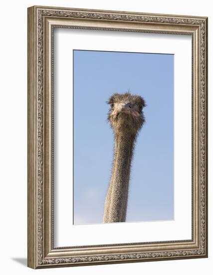 Ostrich (Struthio camelus), Kgalagadi Transfrontier Park, South Africa, Africa-Ann and Steve Toon-Framed Photographic Print