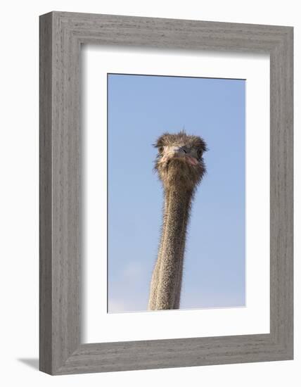 Ostrich (Struthio camelus), Kgalagadi Transfrontier Park, South Africa, Africa-Ann and Steve Toon-Framed Photographic Print