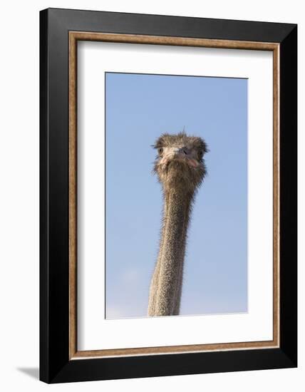 Ostrich (Struthio camelus), Kgalagadi Transfrontier Park, South Africa, Africa-Ann and Steve Toon-Framed Photographic Print