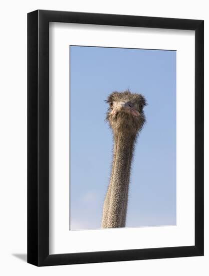 Ostrich (Struthio camelus), Kgalagadi Transfrontier Park, South Africa, Africa-Ann and Steve Toon-Framed Photographic Print