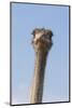 Ostrich (Struthio camelus), Kgalagadi Transfrontier Park, South Africa, Africa-Ann and Steve Toon-Mounted Photographic Print