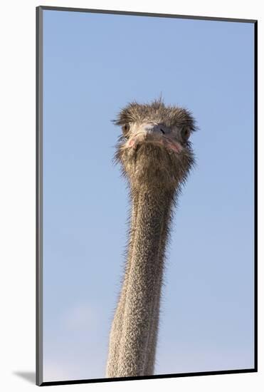 Ostrich (Struthio camelus), Kgalagadi Transfrontier Park, South Africa, Africa-Ann and Steve Toon-Mounted Photographic Print