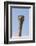 Ostrich (Struthio camelus), Kgalagadi Transfrontier Park, South Africa, Africa-Ann and Steve Toon-Framed Photographic Print