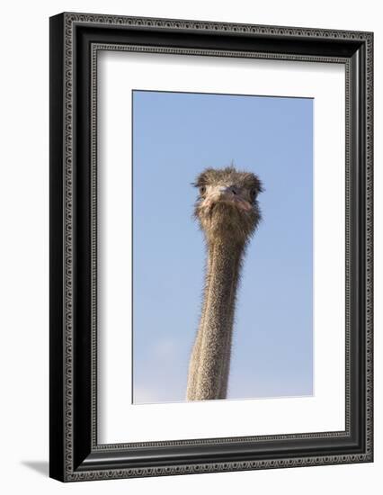 Ostrich (Struthio camelus), Kgalagadi Transfrontier Park, South Africa, Africa-Ann and Steve Toon-Framed Photographic Print