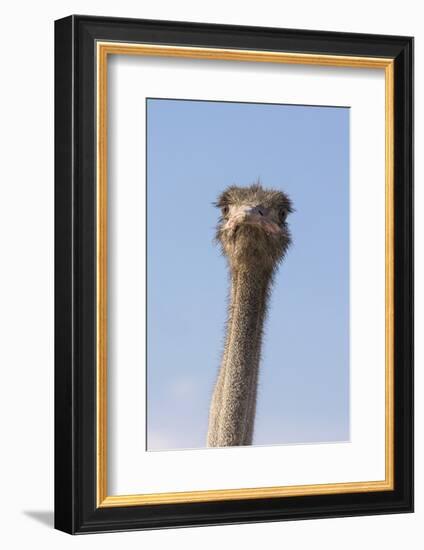 Ostrich (Struthio camelus), Kgalagadi Transfrontier Park, South Africa, Africa-Ann and Steve Toon-Framed Photographic Print