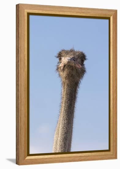 Ostrich (Struthio camelus), Kgalagadi Transfrontier Park, South Africa, Africa-Ann and Steve Toon-Framed Premier Image Canvas