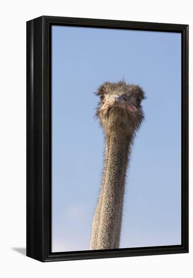 Ostrich (Struthio camelus), Kgalagadi Transfrontier Park, South Africa, Africa-Ann and Steve Toon-Framed Premier Image Canvas