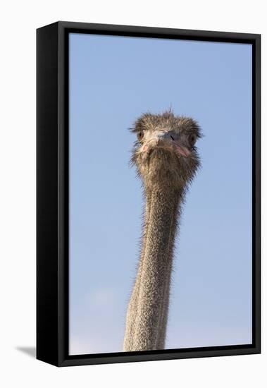 Ostrich (Struthio camelus), Kgalagadi Transfrontier Park, South Africa, Africa-Ann and Steve Toon-Framed Premier Image Canvas