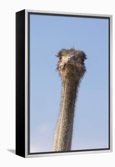 Ostrich (Struthio camelus), Kgalagadi Transfrontier Park, South Africa, Africa-Ann and Steve Toon-Framed Premier Image Canvas