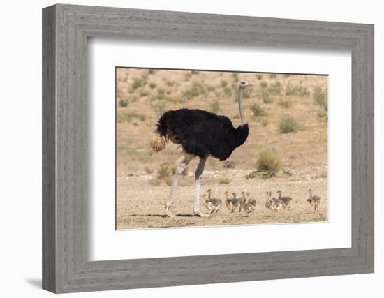 Ostrich (Struthio Camelus) Male with Chicks, Kgalagadi Transfrontier Park, Northern Cape-Ann and Steve Toon-Framed Photographic Print