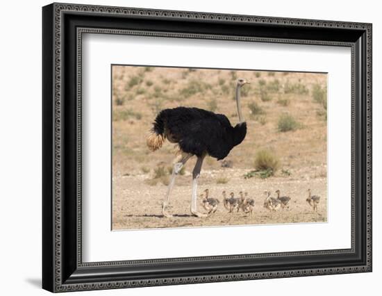 Ostrich (Struthio Camelus) Male with Chicks, Kgalagadi Transfrontier Park, Northern Cape-Ann and Steve Toon-Framed Photographic Print